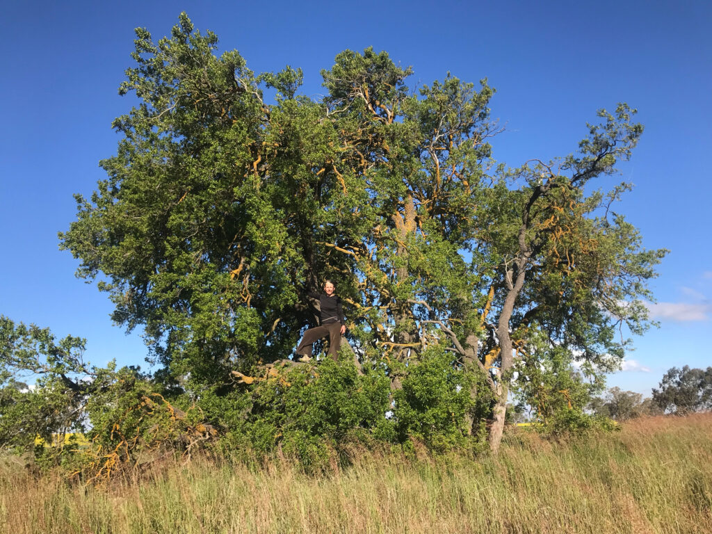 This image is a tree form Bursaria spinosa from a roadside in the Wimmera